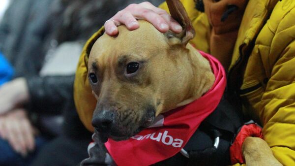 Штабная собака